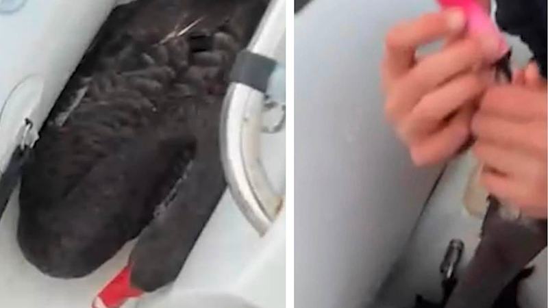 Two teenagers charged with animal cruelty over black swan video Two teenagers charged with animal cruelty over black swan video