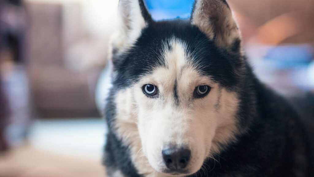 Deadliest animal in every US state revealed, from moose and bears to dogs Deadliest animal in every US state revealed, from moose and bears to dogs