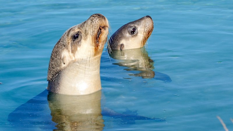 How WA is preparing endangered species for a potential outbreak How WA is preparing endangered species for a potential outbreak