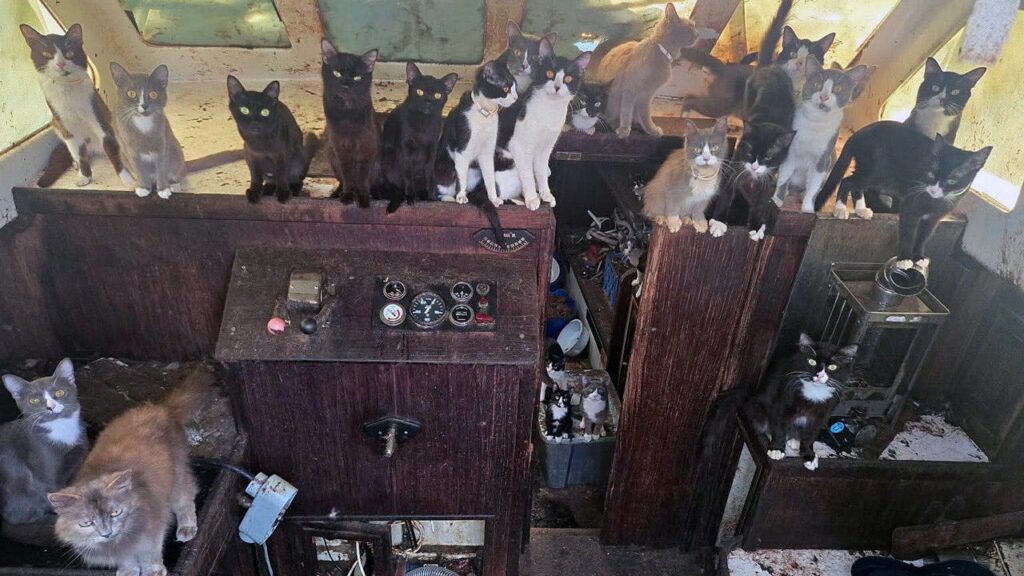 Police rescue 60 cats and kittens from abandoned sailboat off Washington beach after 6-day operation Police rescue 60 cats and kittens from abandoned sailboat off Washington beach after 6-day operation
