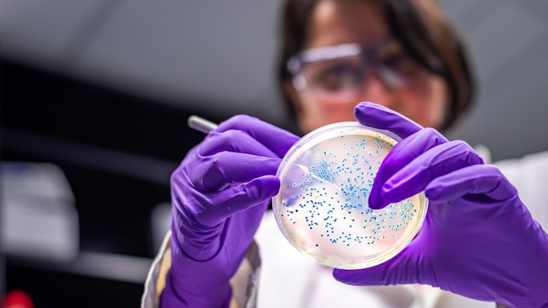 STEC bacteria in Victoria: Why health authorities are warning parents about petting farm risks STEC bacteria in Victoria: Why health authorities are warning parents about petting farm risks