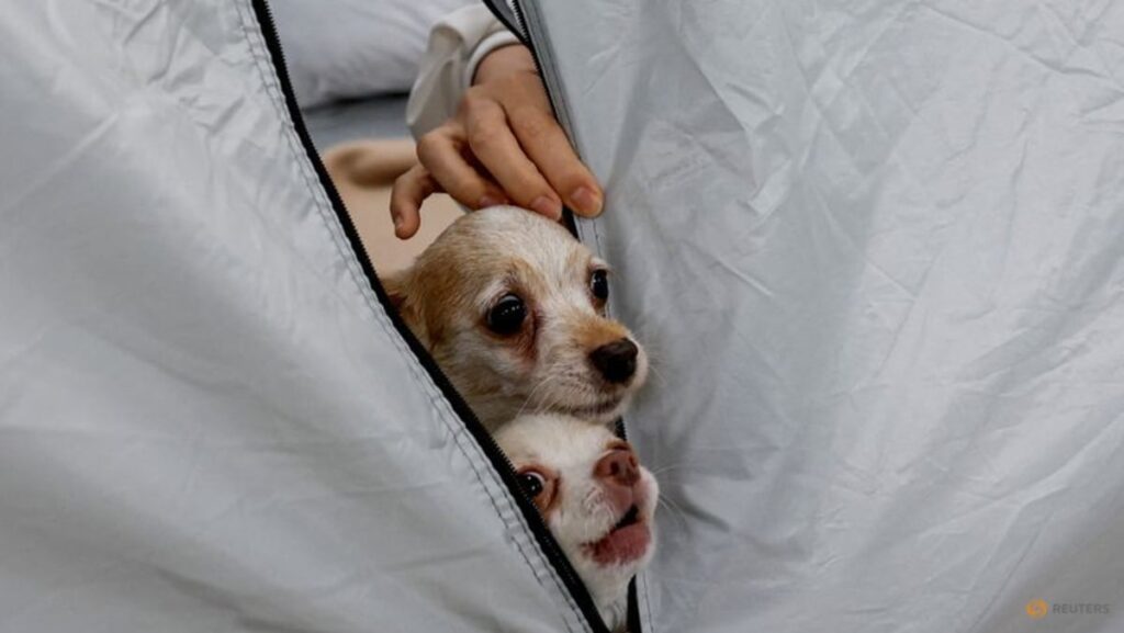 Dogs allowed: Animal hospital opens doors to Japan quake survivors and their pets