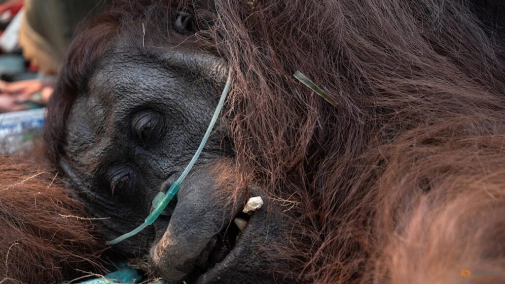 Saving Sampurna: Farmer rescues weakened orangutan from forest fires in Indonesia’s Borneo
