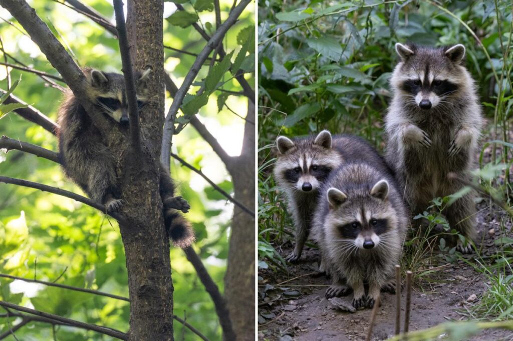 Rabid raccoon cases in NYC outpacing last year by 57%