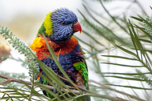 Rainbow lorikeet on Cobran Road.