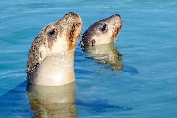 Australian sea lions are an endangered species.