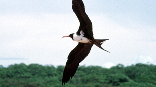 Christmas Island frigate birds are among the species at extreme risk.