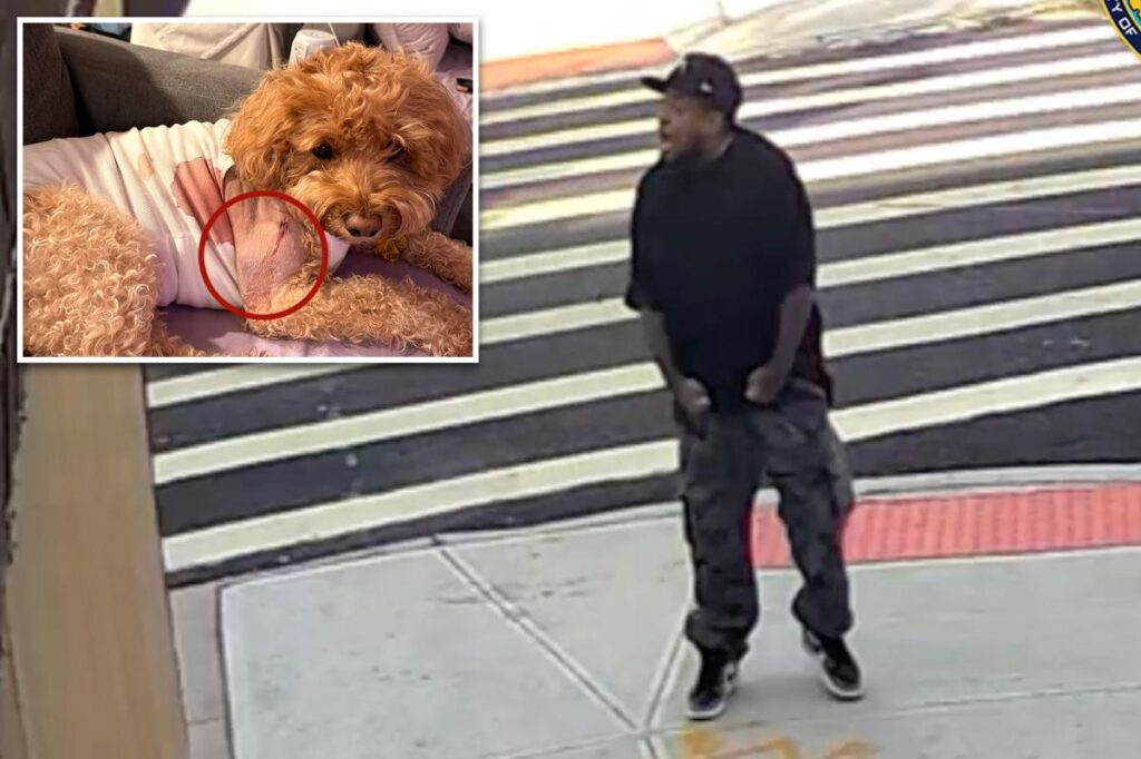 Maniac fires wildly on Brooklyn Street, shooting dog that miraculously survived Maniac fires wildly on Brooklyn Street, shooting dog that miraculously survived