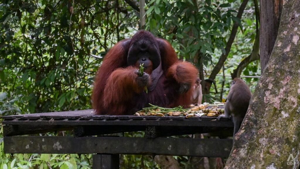 ‘People could get hurt’: Conservationists decry AI wildlife visuals