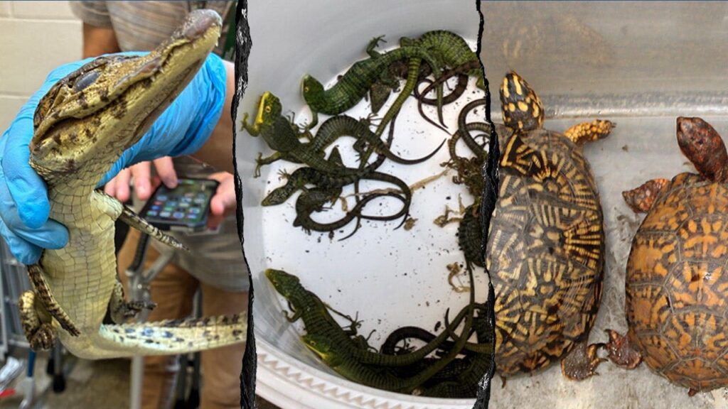 69 live animals found stuffed in pillowcases in hidden car compartment after border arrest: Feds 69 live animals found stuffed in pillowcases in hidden car compartment after border arrest: Feds