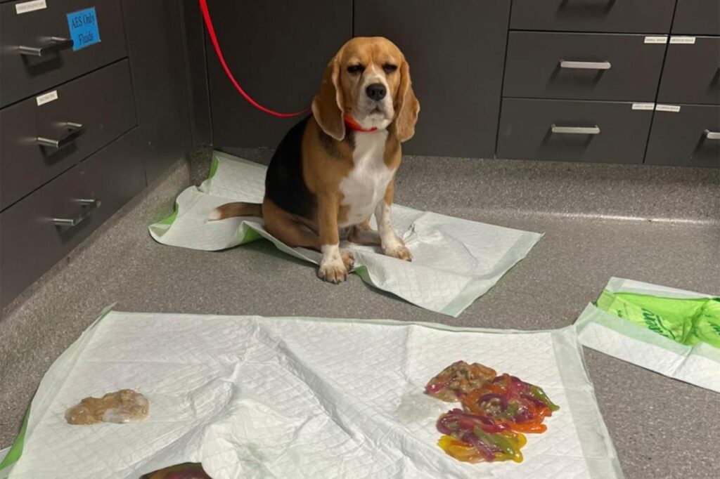 Dog rushed to ER after binging over 2 pounds of gummy worms Dog rushed to ER after binging over 2 pounds of gummy worms