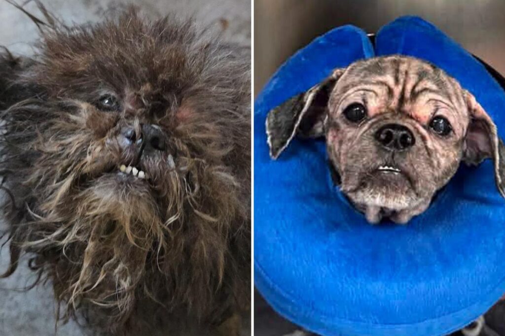 2 abandoned dogs rescued from squalid NYC basement: ‘We don’t know how they survived this long’ 2 abandoned dogs rescued from squalid NYC basement: ‘We don’t know how they survived this long’