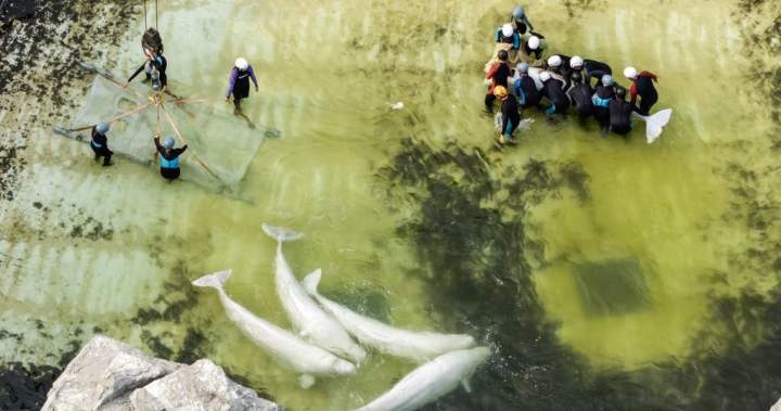 2 belugas, 4 dolphins from Marineland heading to aquarium in Spain 2 belugas, 4 dolphins from Marineland heading to aquarium in Spain