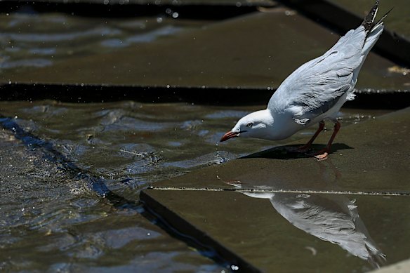 A silver gull has tested positive for bird flu in South Australia.