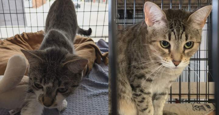 London-area animal rescue faces 0K bill after cats seized by province London-area animal rescue faces 0K bill after cats seized by province