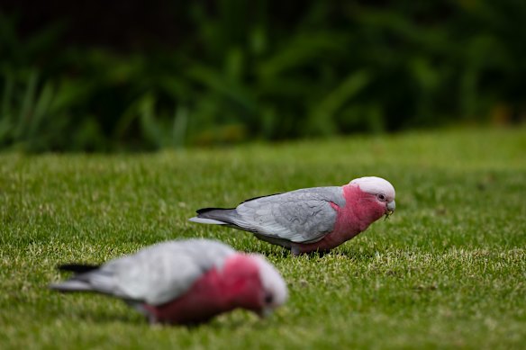 Galahs on the grass verges. 