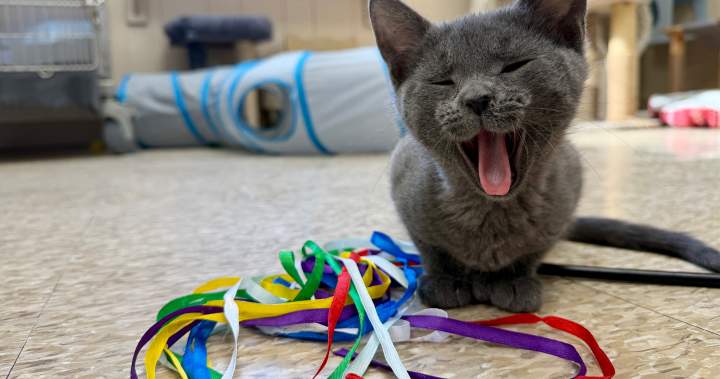 Shelter lowers pet adoption fees as capacity issues push rescues to find solutions Shelter lowers pet adoption fees as capacity issues push rescues to find solutions