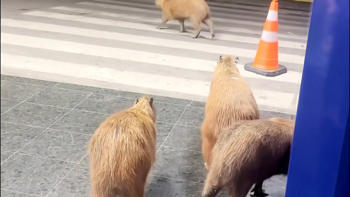 Capybaras in Brazil