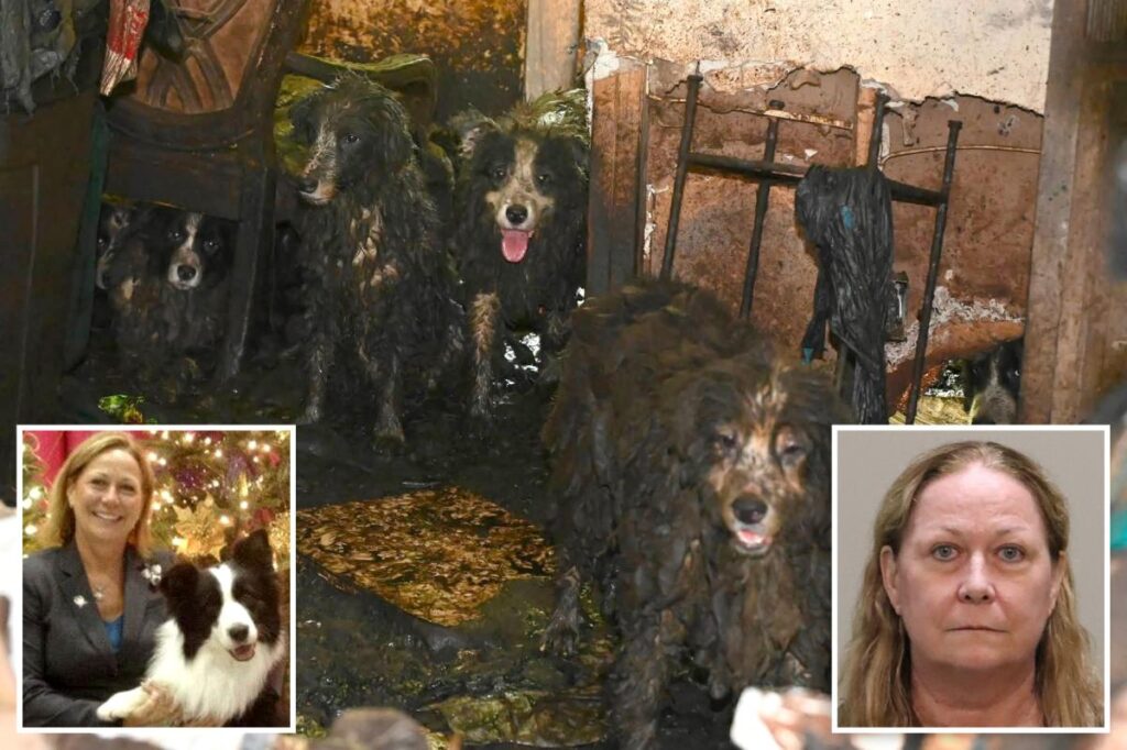 Dozens of poop-covered Border Collies rescued from Florida house of horrors get fresh start at animal shelter: ‘Signs of joy and healing’