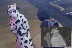 Burglar dressed in cow onesie steals vapes from Tennessee smoke shop