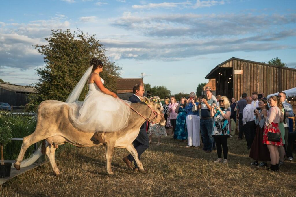 Bride rides favorite cow down aisle at wedding before marrying farmer