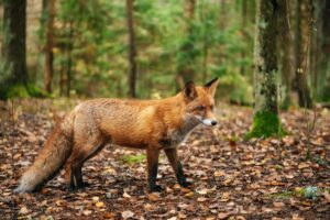 Fox that may be infected with rabies is roaming this NYC borough, officials warn