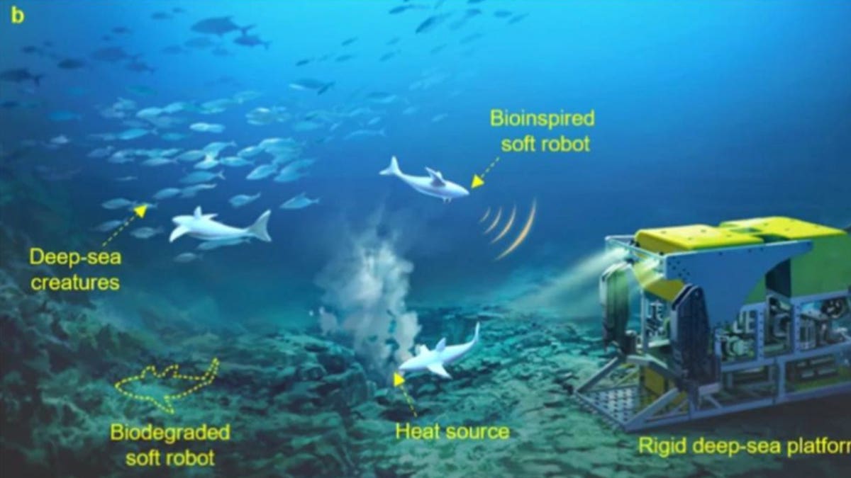 Sea robotics
