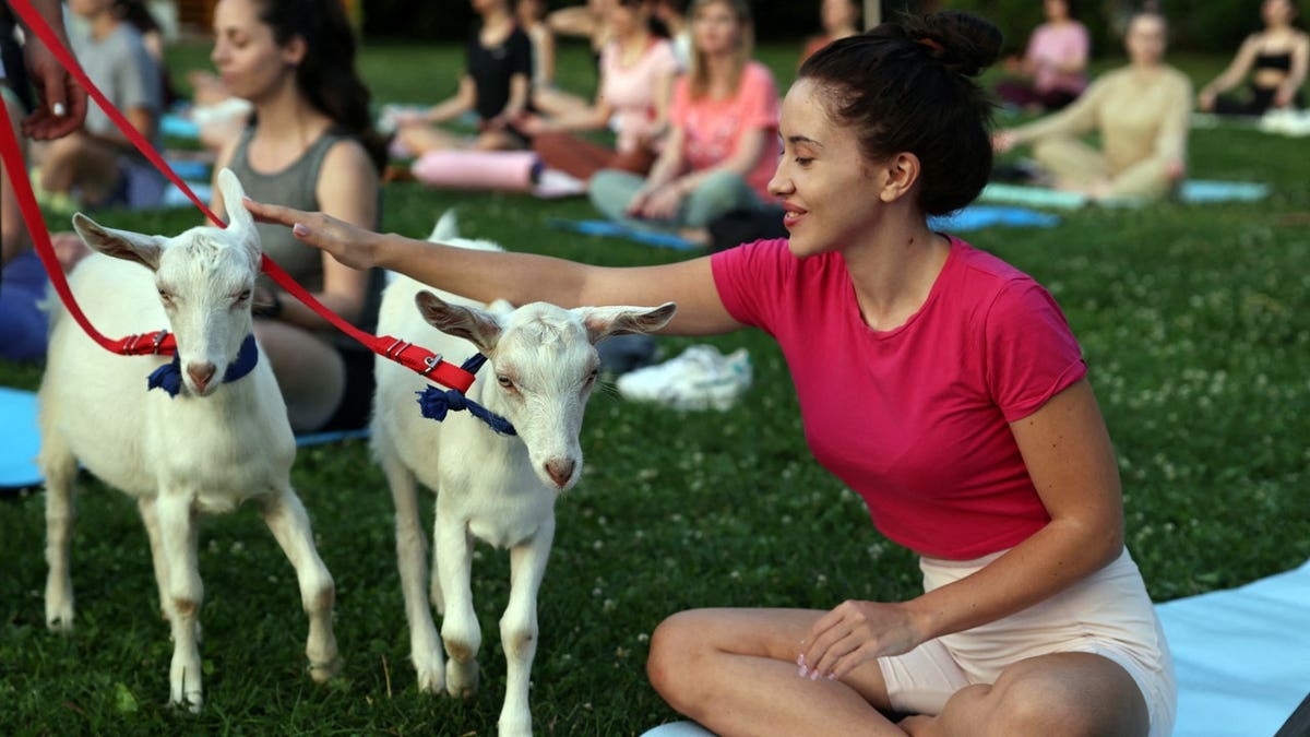 A person strokes a baby goat