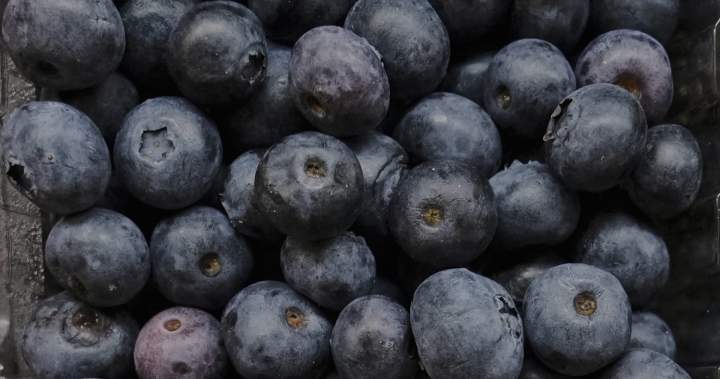 ‘No indication’ U.S. blueberry recall for death risk impacts Canada: CFIA ‘No indication’ U.S. blueberry recall for death risk impacts Canada: CFIA