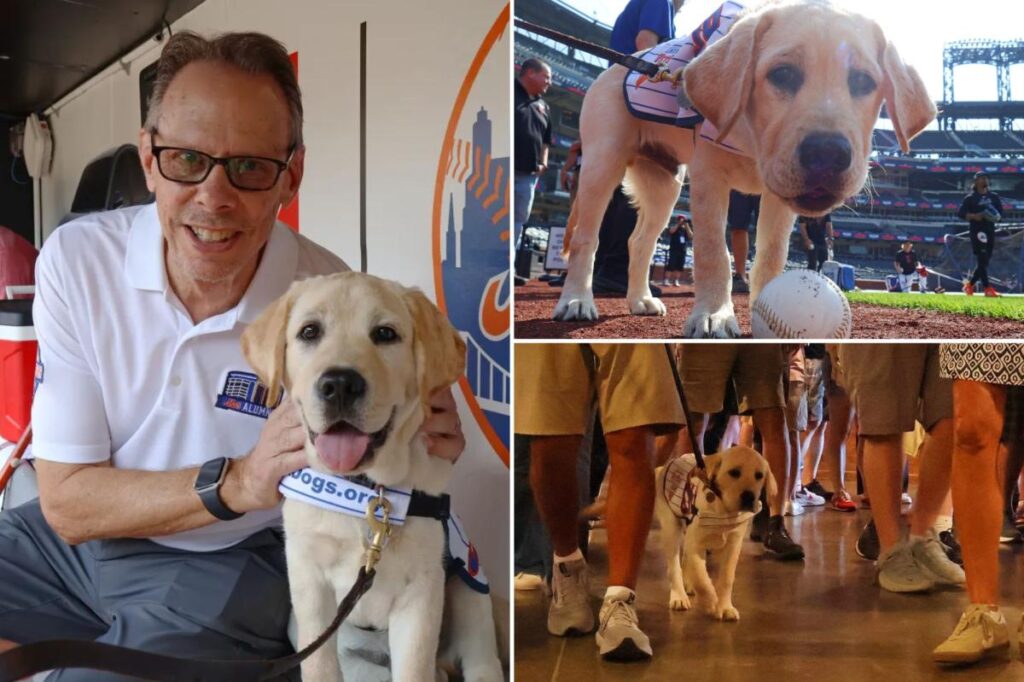 Meet the adorable and fluffy heir to Howie Rose’s legacy already taking over Citi Field Meet the adorable and fluffy heir to Howie Rose’s legacy already taking over Citi Field