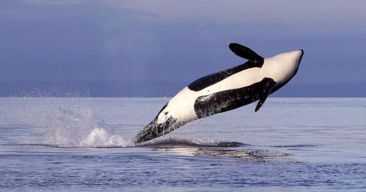 Can Carney fast-track a pipeline while also protecting endangered orcas? Can Carney fast-track a pipeline while also protecting endangered orcas?