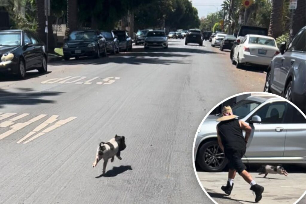 Video shows adorable, tiny pig running wild in West Hollywood, living its best life and LA is obsessed