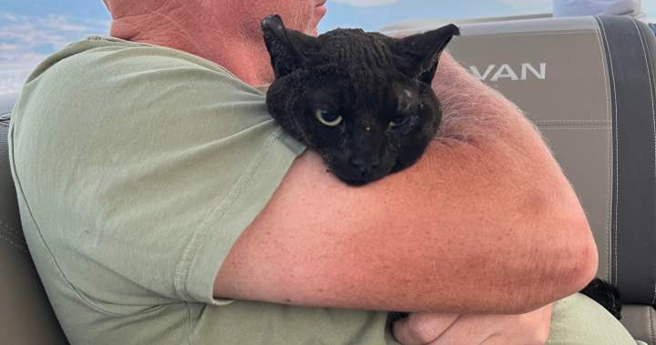B.C. cat found on dock after Bradley Creek wildfire, burned and alone B.C. cat found on dock after Bradley Creek wildfire, burned and alone