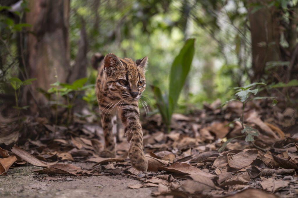 Congratulations, World: A New Supercute Cat Species Has Been Found Congratulations, World: A New Supercute Cat Species Has Been Found