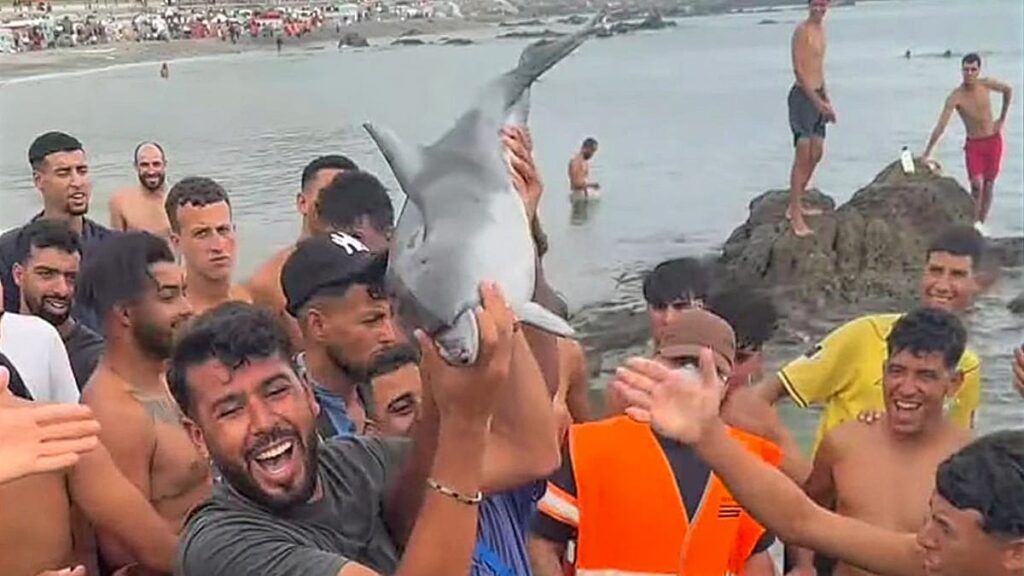 Suspected attack to dolphin in Ceuta where migrants are staying Suspected attack to dolphin in Ceuta where migrants are staying