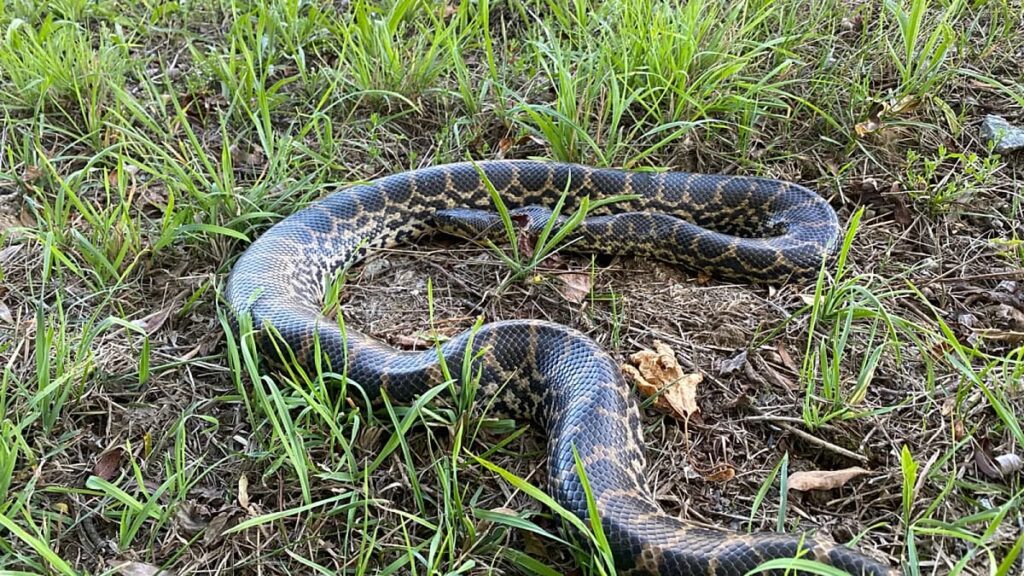 Anaconda on the Danube: giant constrictor snake discovered in Bavaria