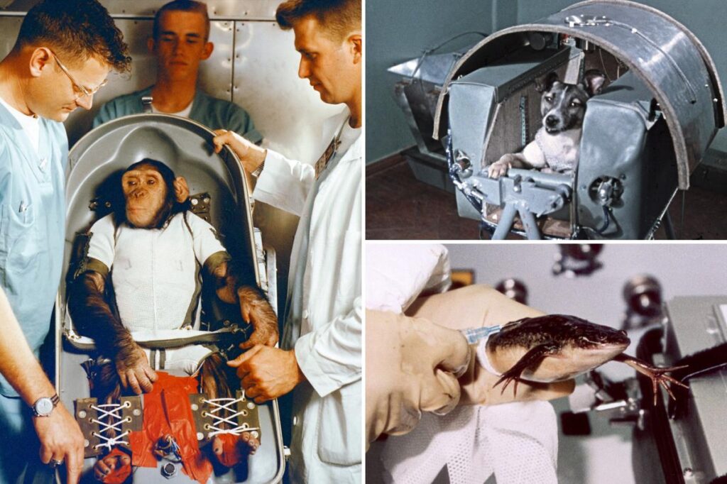 How hero astronaut animals paved the road to modern space travel