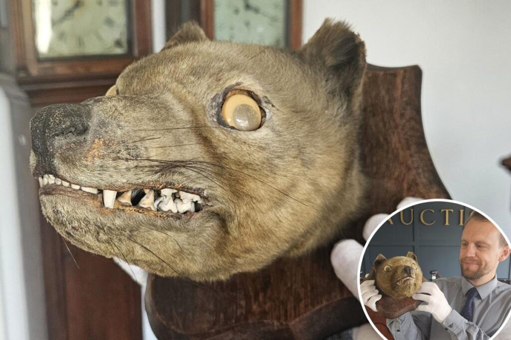 ‘Holy grail’: Antique ‘fox head’ bought at a flea market turns out to be an ancient extinct species valued at K ‘Holy grail’: Antique ‘fox head’ bought at a flea market turns out to be an ancient extinct species valued at K