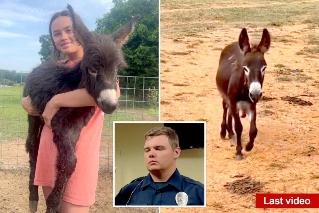 Georgia cop reveals why he killed baby donkey HeeHaw as owner shares heartbreaking video of beloved animal’s final days Georgia cop reveals why he killed baby donkey HeeHaw as owner shares heartbreaking video of beloved animal’s final days