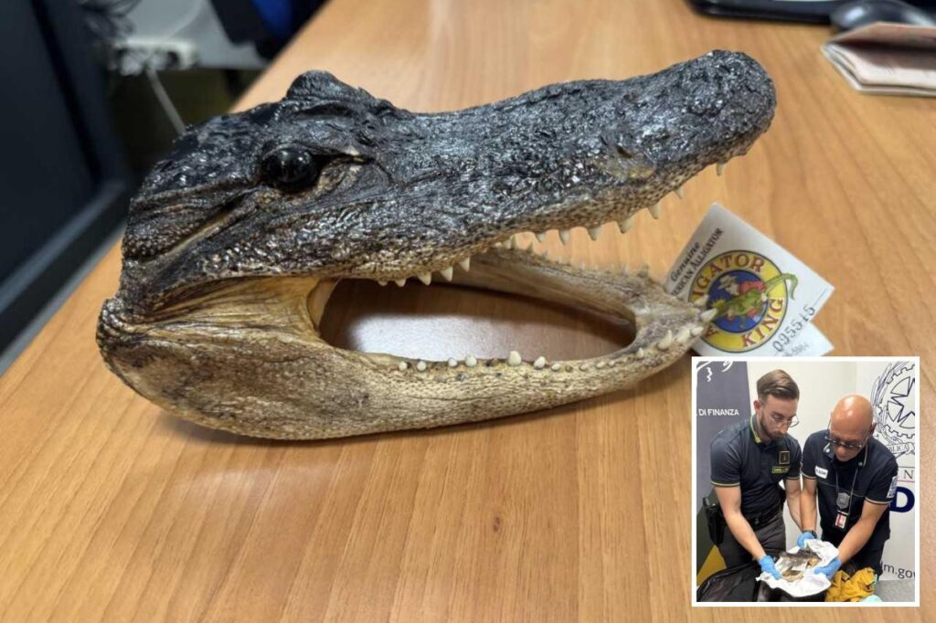 Crocodile head found in man’s luggage during airport screening Crocodile head found in man’s luggage during airport screening