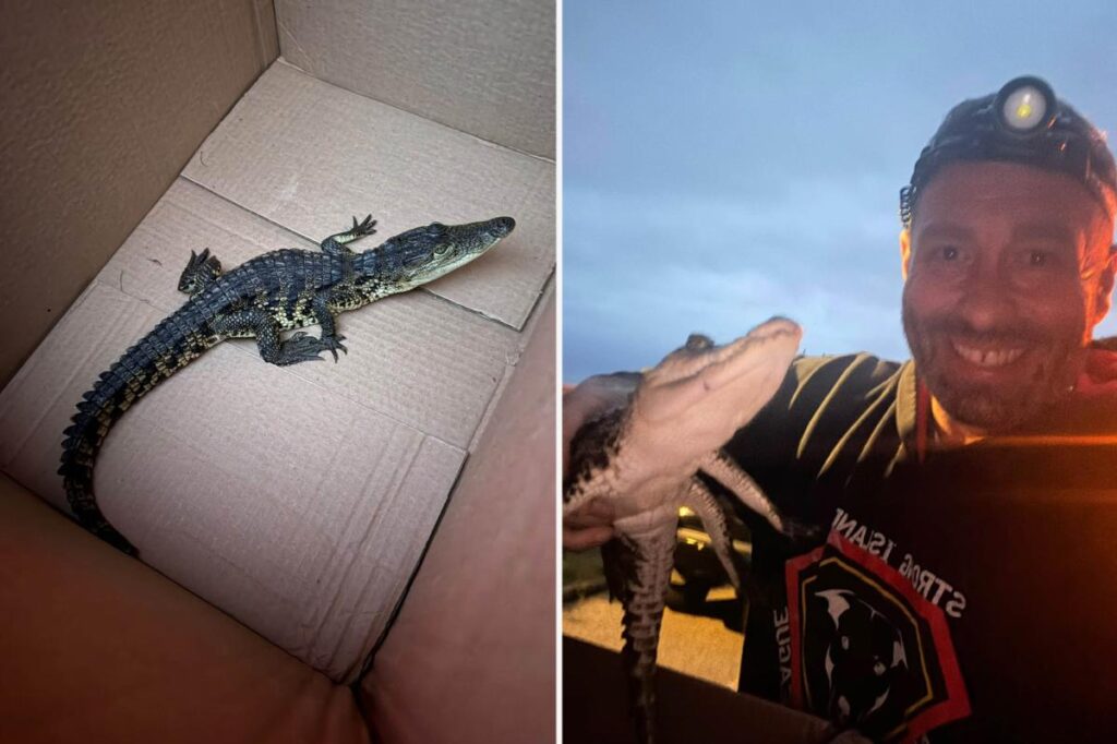 Exclusive | Crocodile found on Long Island nature preserve walking trail, K offered for arrest in illegal dumping Exclusive | Crocodile found on Long Island nature preserve walking trail, K offered for arrest in illegal dumping