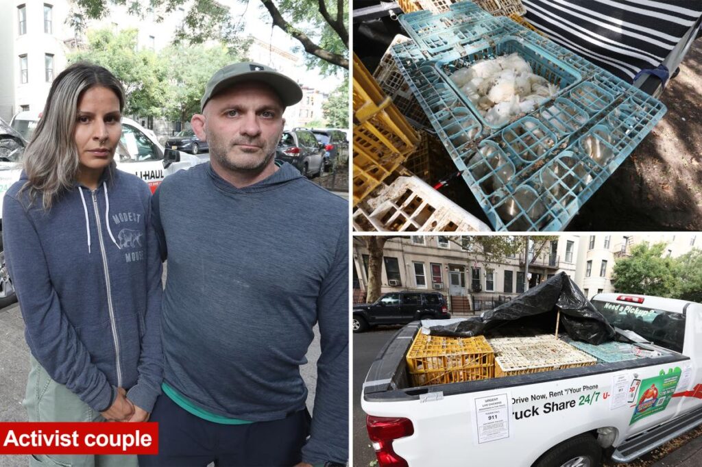 Hundreds of dead chickens found abandoned in NYC trucks