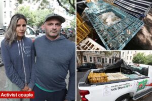 Hundreds of dead chickens found abandoned in NYC trucks Hundreds of dead chickens found abandoned in NYC trucks