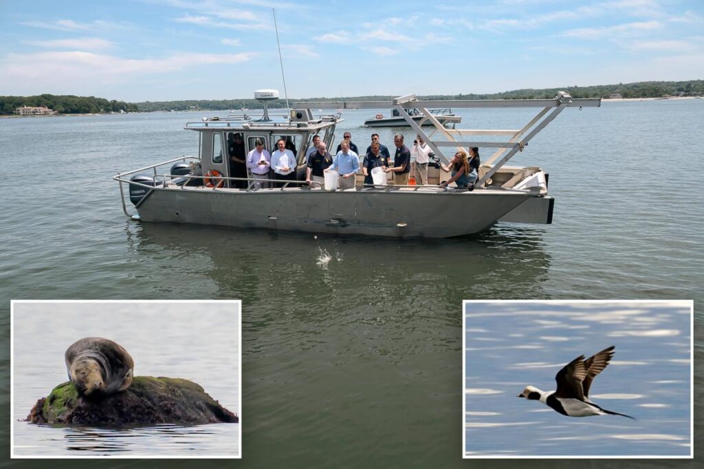 Long Island Sound shows signs of a comeback as water quality continues to improve Long Island Sound shows signs of a comeback as water quality continues to improve