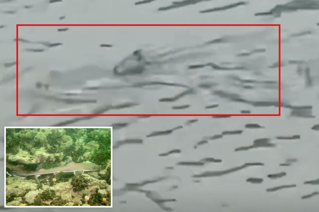 Shark seen swimming through flooded NJ streets as violent nor’easter batters coast