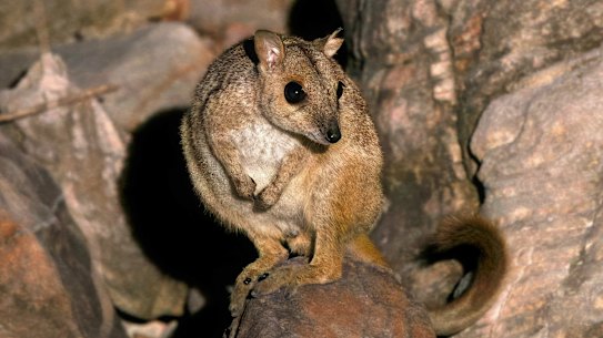 A Nabarlek on Augustus Island, off the Kimberley coast.