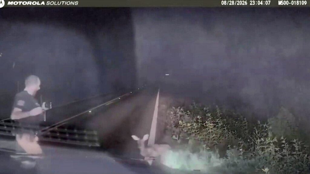 Texas deputy screams and runs after ‘dead’ deer springs to feet in viral encounter