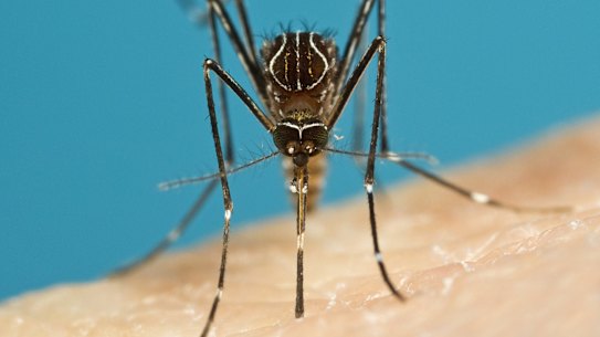 Aedes notoscriptus - better known as the common backyard mosquito. 