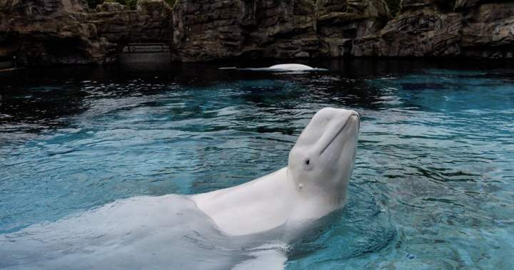 Last captive whales in Canada to leave Marineland as belugas head for U.S. Last captive whales in Canada to leave Marineland as belugas head for U.S.