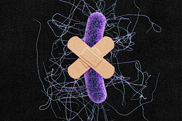 Clostridioides difficile commonly causes severe gut infections in hospitals. Scientists have uncovered a new way it’s evolving to outfox drugs.